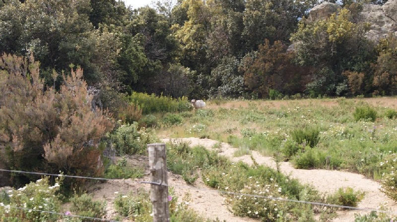 Hyris des collines de l'Izars