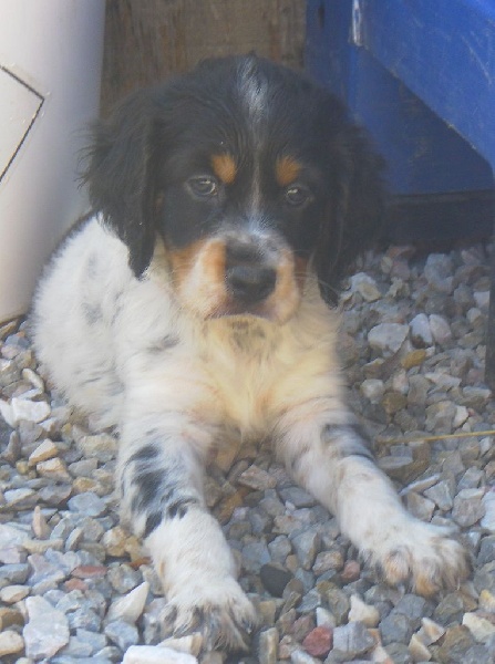 chiots boy et hyris